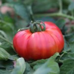 West Virginia Sweetmeat