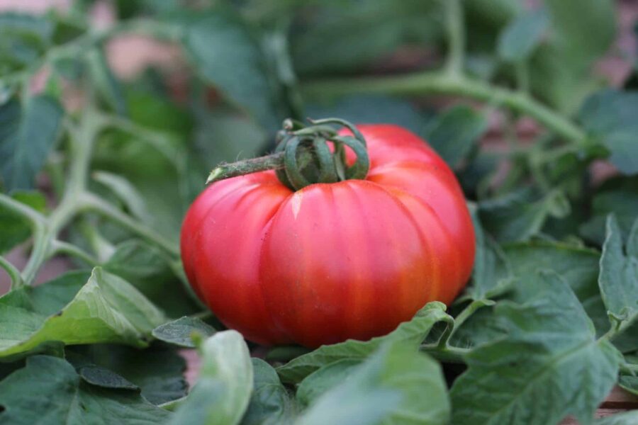 West Virginia Sweetmeat tomatfrön – stor rosa bifftomat med Amish-ursprung | TummelstaChili