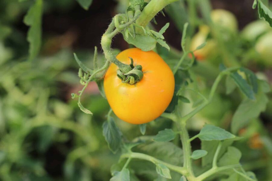 Valencia tomatfrön – orange bifftomat med söt smak och låg syra | Svenskodlade frön
