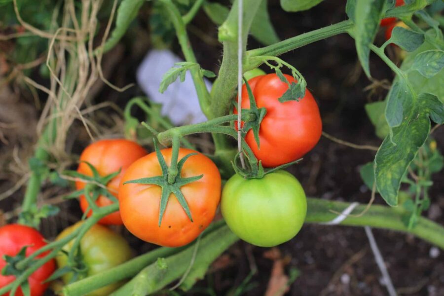 Big Daddy tomatfrön – enorm bifftomat med köttiga skivor | Köp hos TummelstaChili