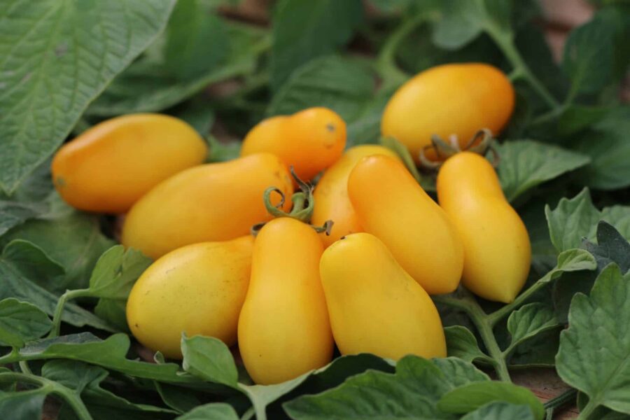 Taiko tomatfrön – tjeckiska gula plommontomater i klasar | TummelstaChili