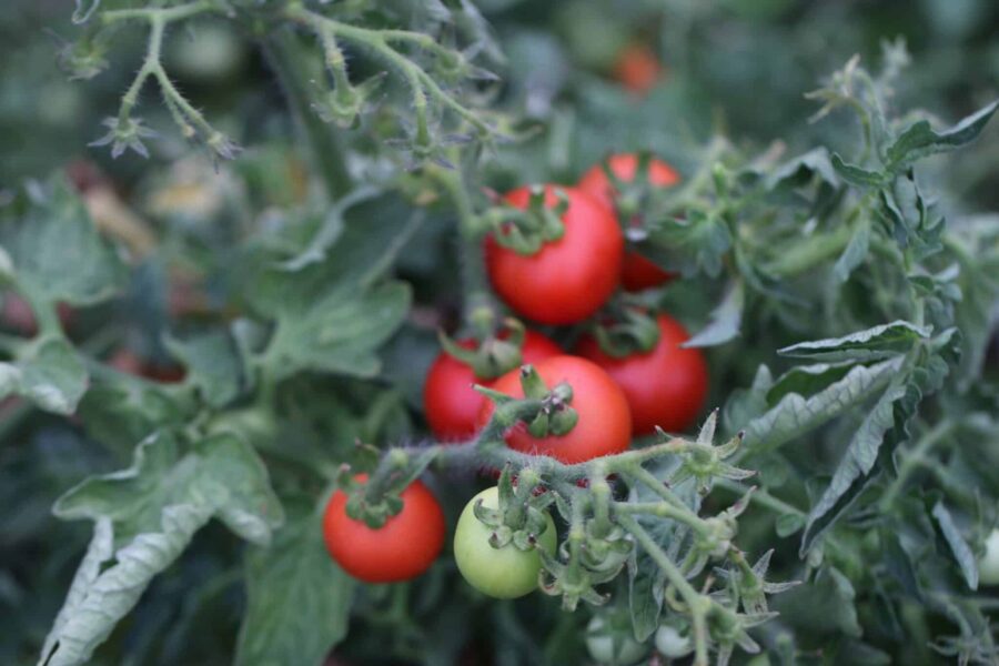 Maja tomatfrön – klassisk svensk körsbärstomat för kruka och balkong | TummelstaChili
