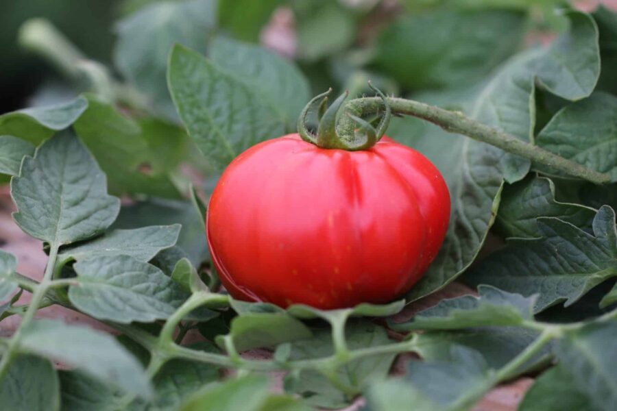 Montecarlo tomatfrön – stor italiensk tomat med utmärkt sjukdomsresistens | TummelstaChili
