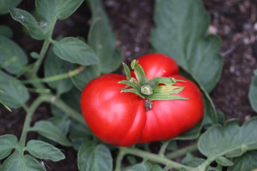 Szach tomat – polsk klassiker med röda, jämna frukter för frilandsodling | TummelstaChili