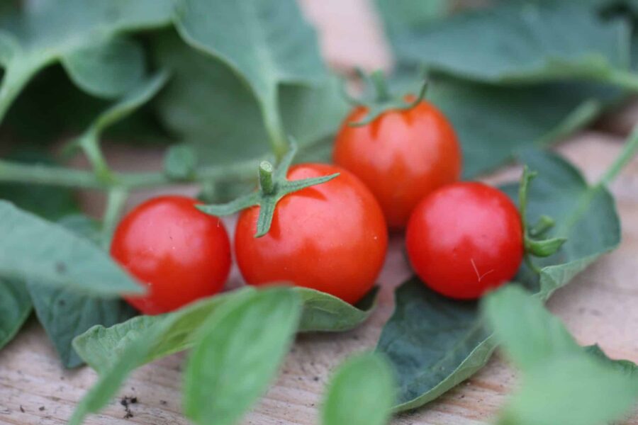 Red Cherry tomatfrön – klassisk körsbärstomat med söta röda frukter | TummelstaChili