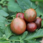 Artisan Purple Bumble Bee