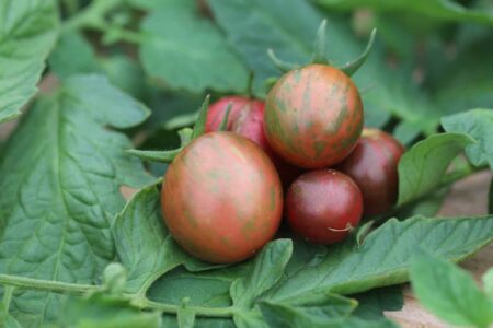 Artisan Purple Bumble Bee