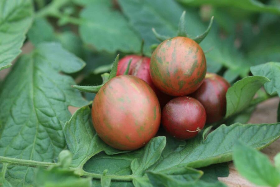 Artisan Purple Bumble Bee tomatfrön – purpurröda körsbärstomater med gröna ränder | TummelstaChili