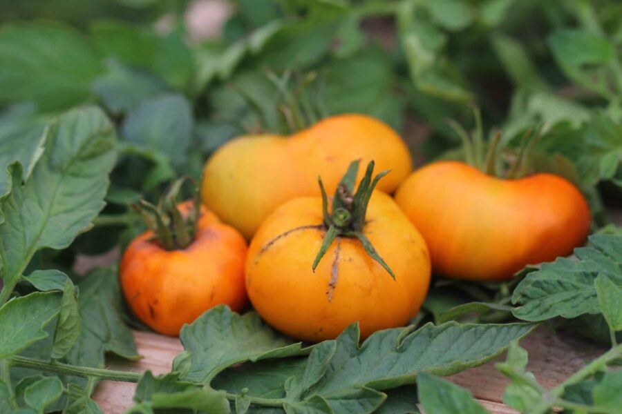 Brandywine Yellow tomatfrön – klassisk gul amerikansk arvtomat med legendarisk smak | TummelstaChili
