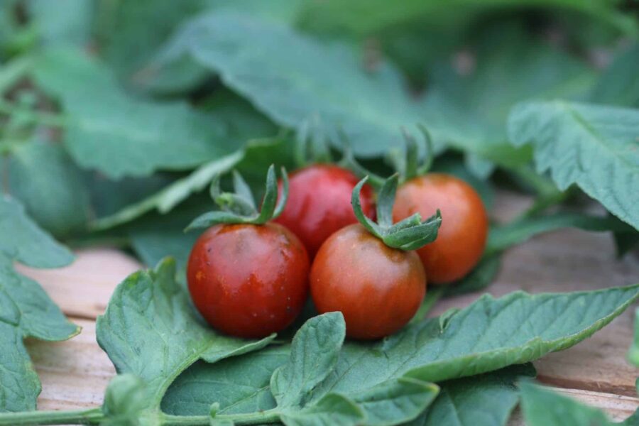 Garnet tomatfrön – mörkröd körsbärstomat med antocyaner och söt smak | TummelstaChili