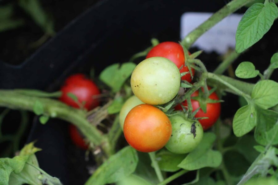 Craigella tomatfrön – klassisk brittisk växthustomat från 1963 utan grönrygg | TummelstaChili