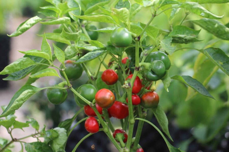 Cherry Bomb chilifrön – runda röda körsbärsformade frukter med tjockt kött | TummelstaChili