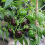 Odla Mini Belle Chocolate