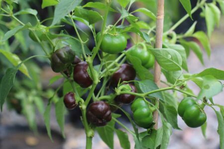 Mini Belle Chocolate