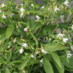 Odla Thai Orange Small