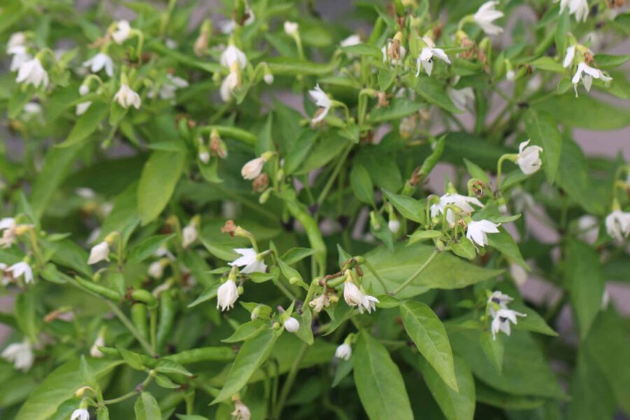 Thai Orange Small chili med orange-röda uppåtriktade frukter – klassisk thailändsk sort | TummelstaChili