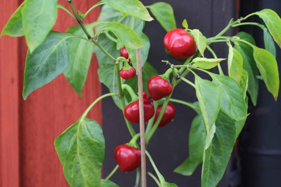 Bola chilifrön – runda klotformade spanska frukter i mörkrött | Svenskodlade frön TummelstaChili