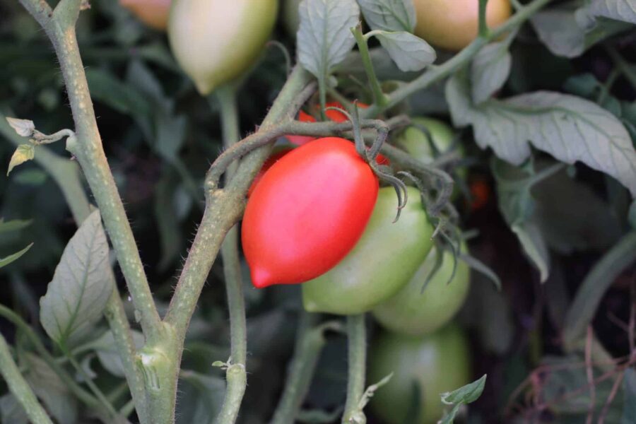 Pikador tomatfrön – pärformad europeisk såstomat med köttigt fruktkött | TummelstaChili