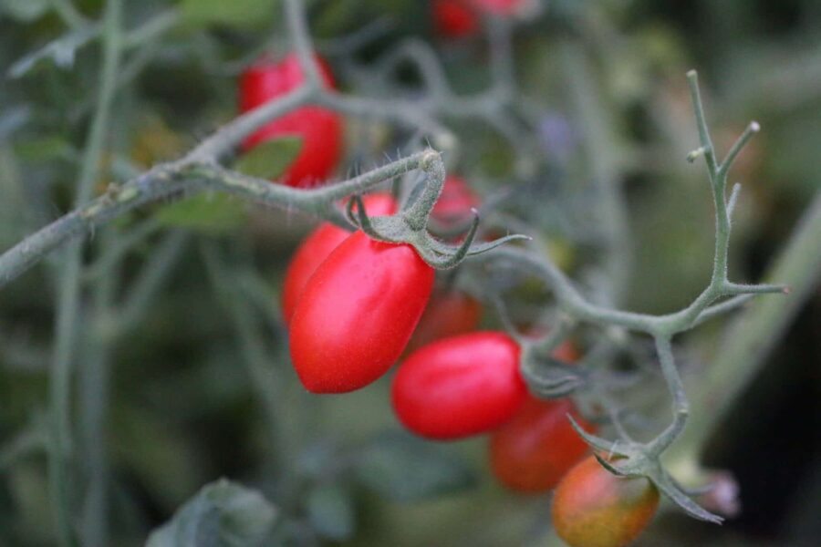 Sugar Plum tomatfrön – söta röda druvtomater i långa klasar | Svenskodlade frön TummelstaChili