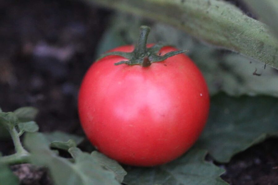 Esmira H tomatfrön – rosa köttiga frukter med hög sprickresistens | TummelstaChili
