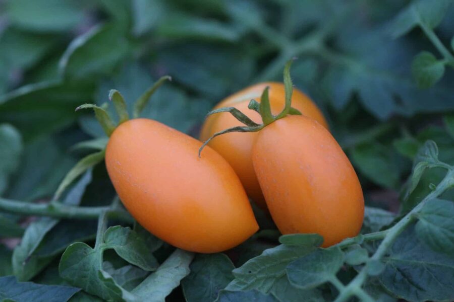 Orange Banana tomat – unik bananformad pastatomat i vacker orange färg | Svenskodlade frön
