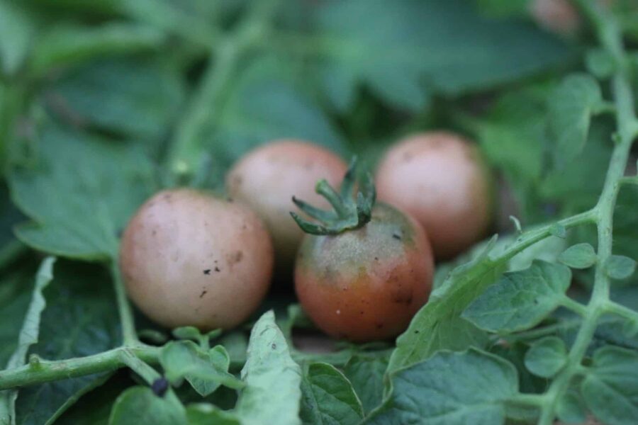 Rosella dvärgtomat med djup lila-rosa färg – australisk körsbärstomat för krukodling | TummelstaChili