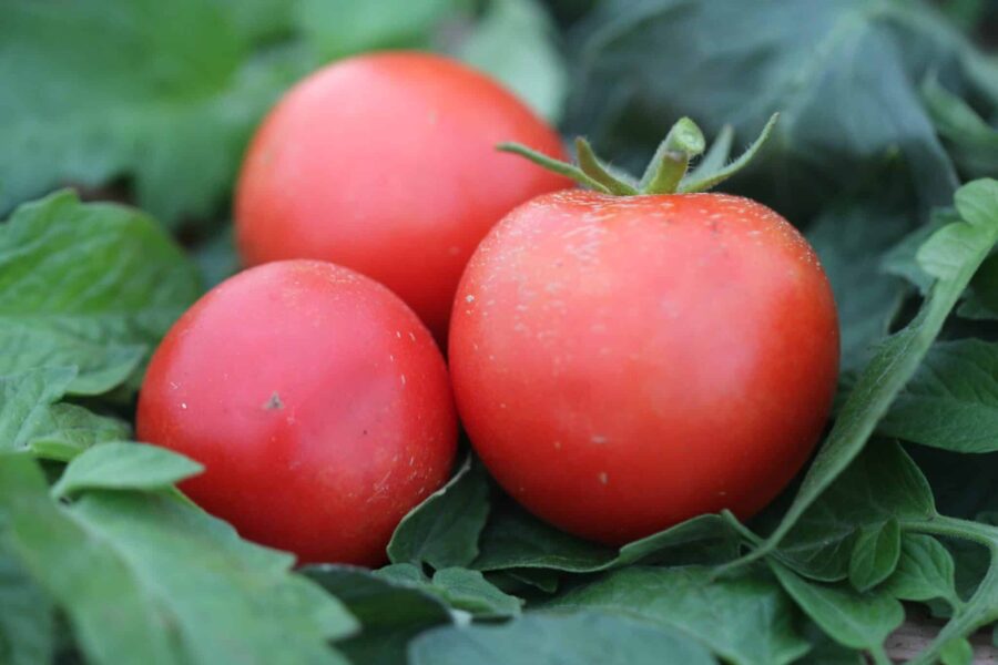 Alicante tomat – klassisk röd favorittomat med hundraårig historia | TummelstaChili