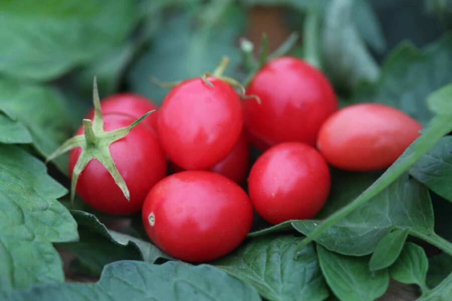 Pink Grape druvtomater i elegant rosa färg – söt och produktiv sort | TummelstaChili