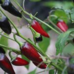 Odla Black Hungarian