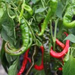 Odla Peperoni Lombardo