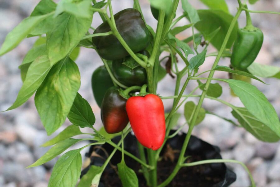 Snack Pepper minipaprikor i gult och rött – söta snackspaprikor för balkongodling | TummelstaChili