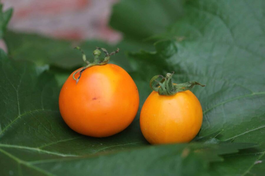 Amish Gold tomatfrön – gyllene bifftomat med söt smak från Pennsylvania | TummelstaChili