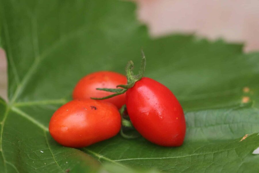 Rio Fuego tomat – plommonformade röda frukter perfekta för passata och såstillverkning | TummelstaChili