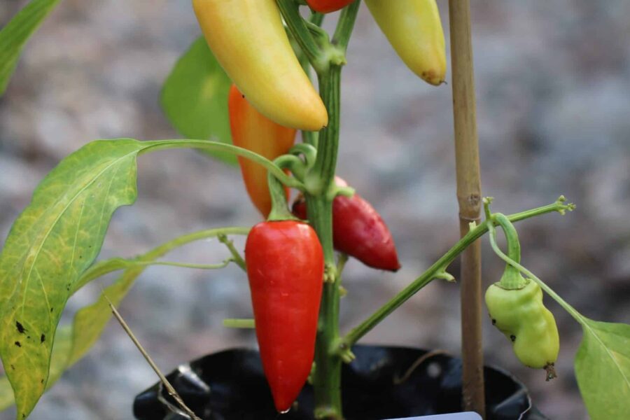 Garden Salsa chili med långa röda frukter – perfekt för hemgjord salsa | TummelstaChili