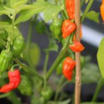 Odla Bonda Ma Jacques