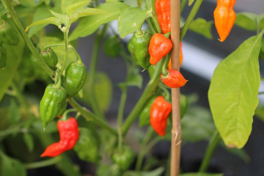 Bonda Ma Jacques chilifrön – karibisk habanero med orange droppformade frukter | TummelstaChili