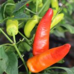 Odla Aji Blanco Cristal