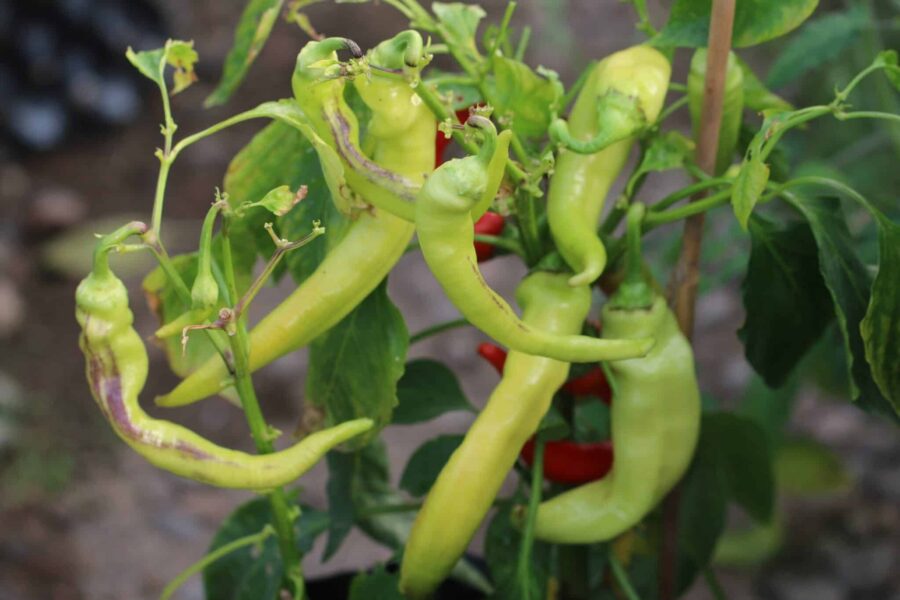 Ohnivec chilifrön – tjeckisk eldpojke med långa röda ramhorn-frukter | TummelstaChili