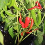 Odla Guindilla Amarilla