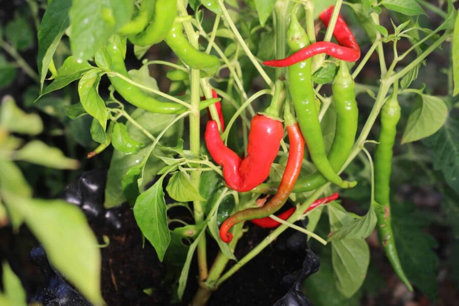 Guindilla Amarilla chilifrön – avlånga baskiska pepperfrukter perfekta för inläggning | TummelstaChili