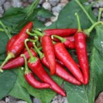 Odla Cayenne Long Slim