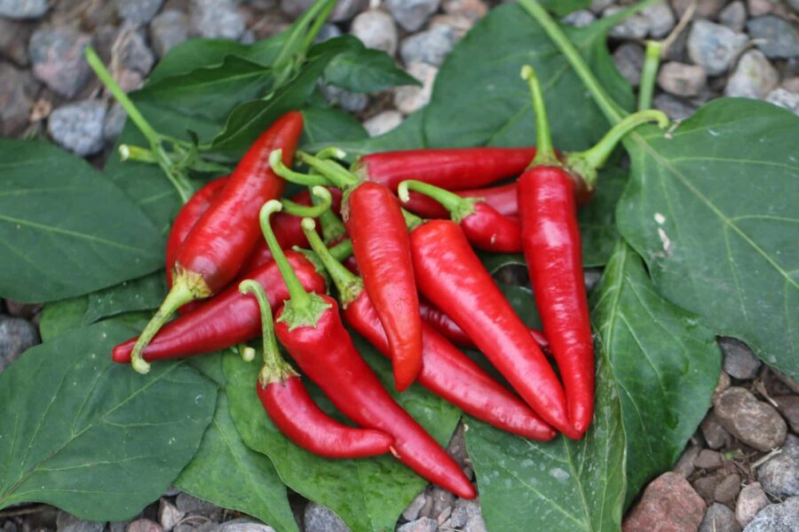 Cayenne Long Slim chili – långa röda frukter perfekta för torkning och chilipulver | TummelstaChili