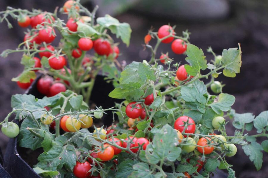 Veranda Red körsbärstomater – kompakt kruktomat med röda, söta frukter | TummelstaChili
