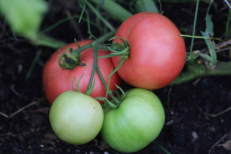 Adonis tomat med stora rosa frukter – högavkastande bifftomat | TummelstaChili