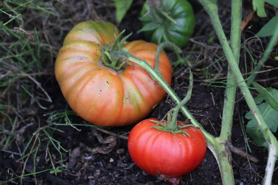 Pantano Romanesco tomat – italiensk heirloom med stora, ribbade röda frukter | TummelstaChili