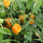 Odla Habanero Orange Devil