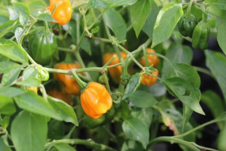 Habanero Orange Devil