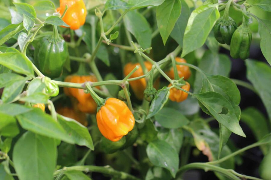 Habanero Orange Devil chilifrön – orange habanero med uppåtriktade frukter | Svenskodlade frön