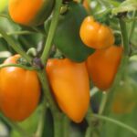 Odla Lunchbox Orange