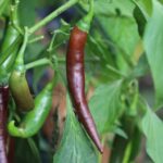 Odla Cayenne Chocolate